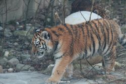 zoo-wuppertal-tschuna-daseep-08-004