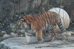 zoo-wuppertal-tschuna-daseep-08-005