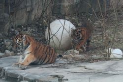 zoo-wuppertal-tschuna-daseep-08-006