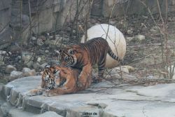 zoo-wuppertal-tschuna-daseep-08-008