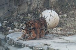 zoo-wuppertal-tschuna-daseep-08-009