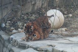 zoo-wuppertal-tschuna-daseep-08-010