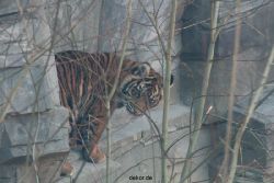 zoo-wuppertal-tschuna-daseep-08-012