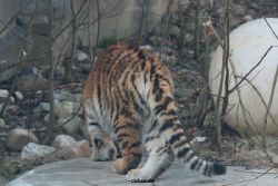 zoo-wuppertal-tschuna-daseep-08-013