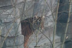 zoo-wuppertal-tschuna-daseep-08-014