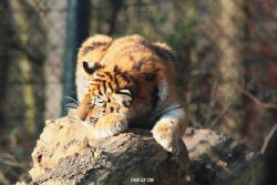 zoo-wuppertal-tschuna-daseep-08-016