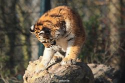 zoo-wuppertal-tschuna-daseep-08-017