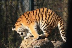 zoo-wuppertal-tschuna-daseep-08-018