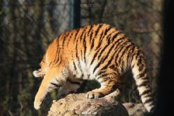 zoo-wuppertal-tschuna-daseep-08-019