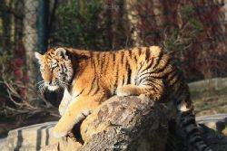 zoo-wuppertal-tschuna-daseep-08-020