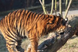 zoo-wuppertal-tschuna-daseep-08-021