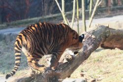 zoo-wuppertal-tschuna-daseep-08-022
