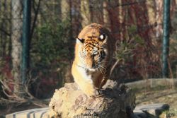 zoo-wuppertal-tschuna-daseep-08-023
