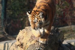 zoo-wuppertal-tschuna-daseep-08-024