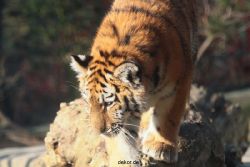 zoo-wuppertal-tschuna-daseep-08-025