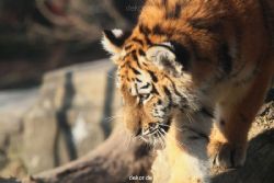 zoo-wuppertal-tschuna-daseep-08-026
