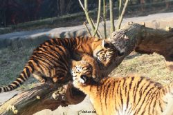 zoo-wuppertal-tschuna-daseep-08-027