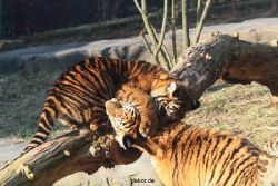 zoo-wuppertal-tschuna-daseep-08-028