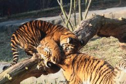 zoo-wuppertal-tschuna-daseep-08-029