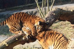 zoo-wuppertal-tschuna-daseep-08-030