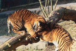 zoo-wuppertal-tschuna-daseep-08-031