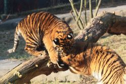 zoo-wuppertal-tschuna-daseep-08-032
