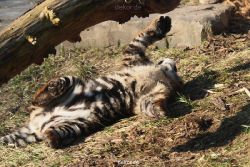 zoo-wuppertal-tschuna-daseep-08-033