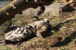 zoo-wuppertal-tschuna-daseep-08-034