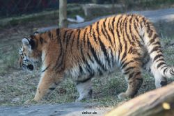 zoo-wuppertal-tschuna-daseep-08-035