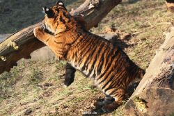 zoo-wuppertal-tschuna-daseep-08-036
