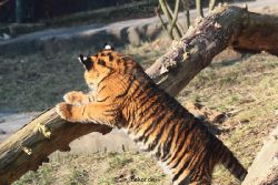 zoo-wuppertal-tschuna-daseep-08-037