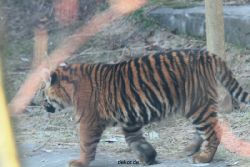zoo-wuppertal-tschuna-daseep-08-038