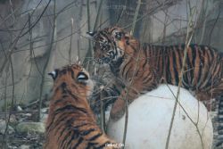 zoo-wuppertal-tschuna-daseep-08-042