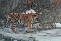 zoo-wuppertal-tschuna-daseep-08-043