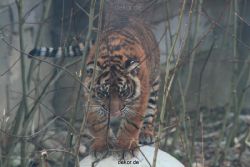 zoo-wuppertal-tschuna-daseep-08-044