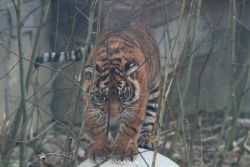 zoo-wuppertal-tschuna-daseep-08-045