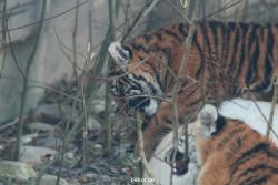 zoo-wuppertal-tschuna-daseep-08-046