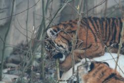 zoo-wuppertal-tschuna-daseep-08-047