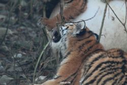 zoo-wuppertal-tschuna-daseep-08-048