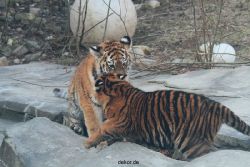 zoo-wuppertal-tschuna-daseep-08-049