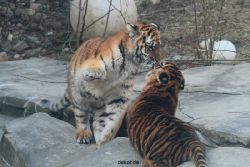 zoo-wuppertal-tschuna-daseep-08-050
