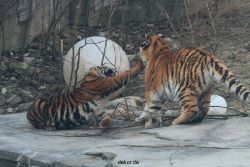 zoo-wuppertal-tschuna-daseep-08-051