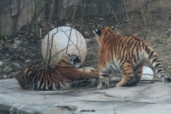 zoo-wuppertal-tschuna-daseep-08-052