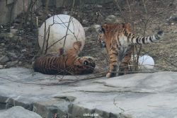 zoo-wuppertal-tschuna-daseep-08-053