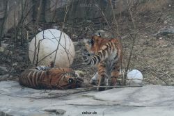 zoo-wuppertal-tschuna-daseep-08-054
