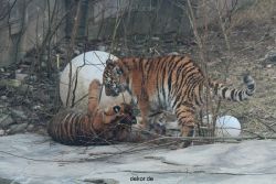 zoo-wuppertal-tschuna-daseep-08-055
