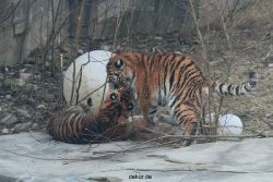 zoo-wuppertal-tschuna-daseep-08-056