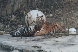 zoo-wuppertal-tschuna-daseep-08-061