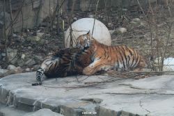 zoo-wuppertal-tschuna-daseep-08-062