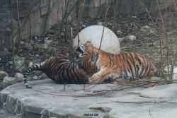 zoo-wuppertal-tschuna-daseep-08-065